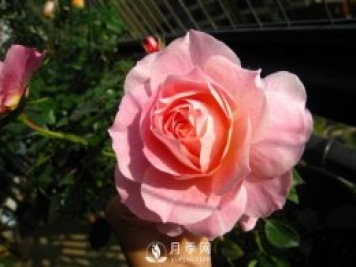 海神王陽臺(tái)月季，專為盆栽觀賞而生，四季有花開