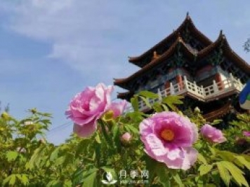 能否把牡丹確定為國花？全國人大代表連續(xù)4年提建議