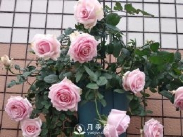 養(yǎng)月季，注意施肥姿勢(shì)不對(duì)，月季不開花，力氣還白費(fèi)！