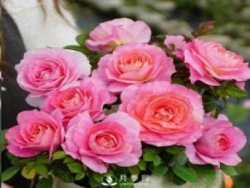 封閉陽臺養(yǎng)好月季花？室內陽臺養(yǎng)月季的4大注意事項