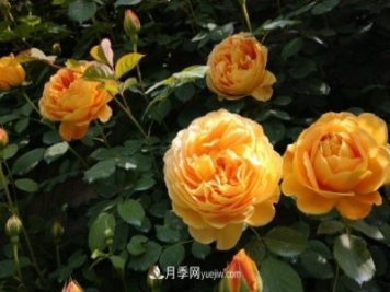 月季施肥用什么肥料好？別亂用不然只長(zhǎng)葉不開花