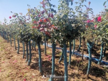 淺談怎么栽種樹狀月季？