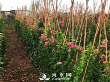 求購(gòu)藤本月季苗，找月季網(wǎng)基地