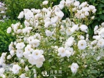 為何豐花月季深受工程采購的青睞？