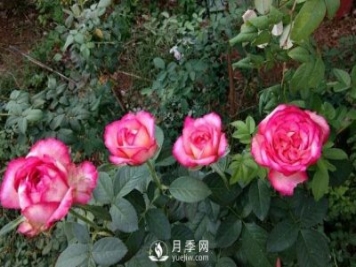 盆栽月季花，應(yīng)該如何養(yǎng)殖呢