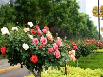 從三個(gè)方面來對(duì)樹狀月季進(jìn)行修剪，坐等月季花開香滿園！