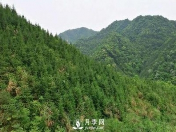 杉木種植最易忽略的四個(gè)誤區(qū)，做到這才是會(huì)種杉木的苗民