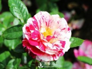 說愁月季Scentimental推薦