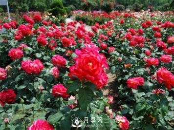 農(nóng)民投資月季種植，致富前景怎么樣？