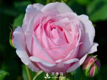 月季施肥有哪些注意事項(xiàng)？月季網(wǎng)告訴你