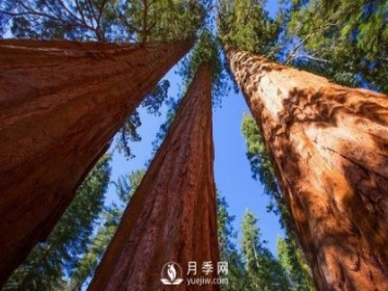 杉木為什么不值錢(qián)？解決三個(gè)問(wèn)題，依舊會(huì)王者歸來(lái)
