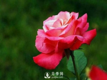 為什么有些苗木能抗得過冬季的嚴(yán)寒，卻抗不過早春的倒春寒？