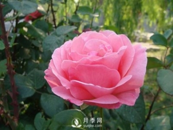 月季人稱花中皇后，盆栽月季開花的關(guān)鍵是什么？
