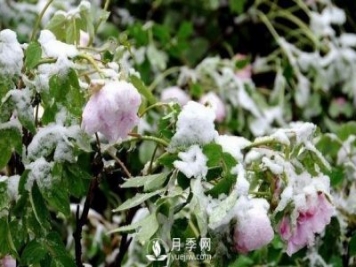 立春了，注意防護(hù)苗木倒春寒