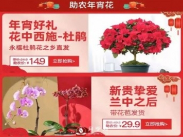 福建廣東等省年宵花遭遇滯銷，天貓等平臺(tái)為花農(nóng)解困