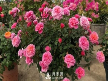 推薦10個(gè)陽(yáng)臺(tái)月季品種，小陽(yáng)臺(tái)的微型月季清單