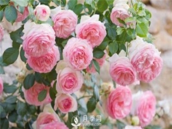不同時期月季病蟲災需要怎么防止