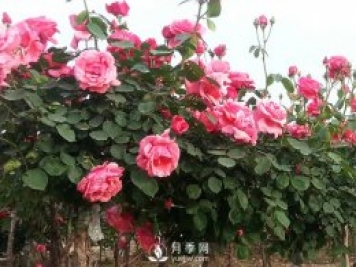 月季新葉卷曲枯萎，對癥下藥教您防治