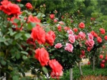 樹(shù)狀月季黑斑病的病理及防治方法是什么？