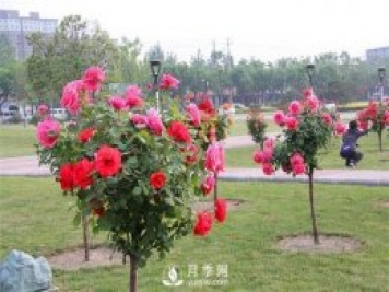 詳細(xì)的月季種植表，看完你就知道月季適合什么月份種植了
