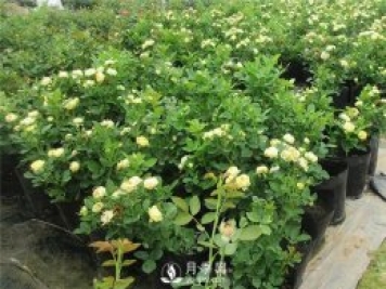 月季啥時(shí)候種植比較合適呢？