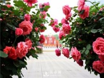 南陽月季淺談野生薔薇來嫁接月季好嗎？