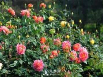 南陽月季教您如何區(qū)分藤本月季和豐花月季？