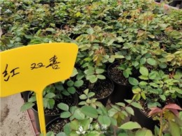月季釋放6個信號，說明要換盆了，養(yǎng)護別不當(dāng)一回事
