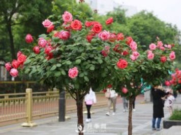 春季苗木如何養(yǎng)護(hù)管理，有什么注意事項(xiàng)