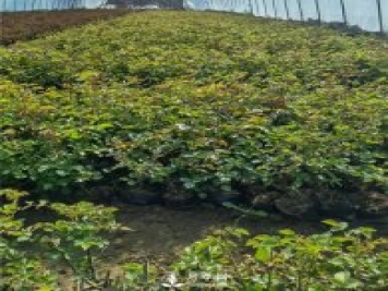 各類盆栽月季上市，南陽(yáng)杯苗基地全國(guó)批發(fā)中
