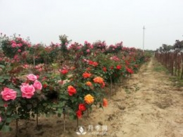 做農(nóng)業(yè)項(xiàng)目就是要做減法，才能做到極致