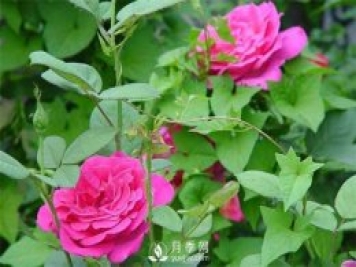 種好月季花 花友看這里