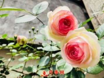 養(yǎng)護月季花這么做，來年繁茂又漂亮！
