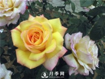 你養(yǎng)月季大家?guī)?常見(jiàn)的月季的病蟲(chóng)害