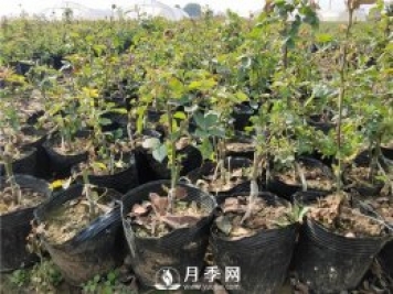 盆栽月季想要養(yǎng)的好！配土很重要