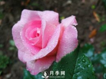 什么月季品種經(jīng)常栽種的花友是土豪！