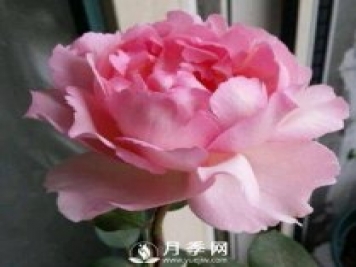 貴族香水，艷壓群芳香味濃的月季