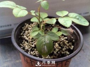 月季花苗怎樣栽種：從選品入手到植株處理