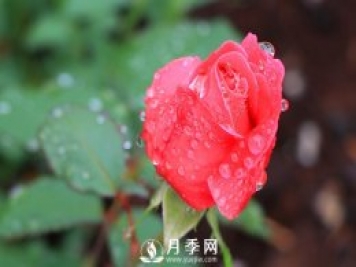 月季是比較喜肥的，充足養(yǎng)分才能促進月季生長