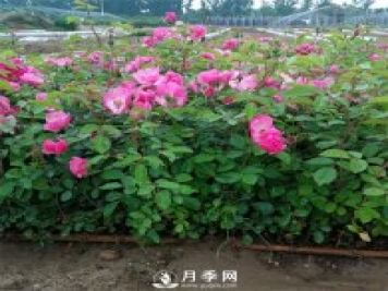 你家月季花要這樣養(yǎng) 一年365天 花開不敗