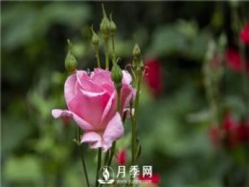 春季要怎樣給花卉換盆