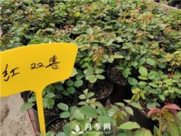 北方封閉陽臺能種植樹狀月季嗎？