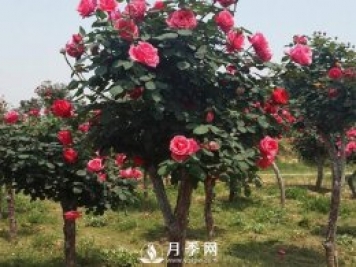 被凍傷的月季葉子要擼光嗎？