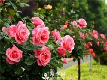 跟大家介紹月季這種花卉植物