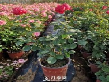 在家種盆微型月季，閑暇時一邊賞花一邊聞香，豈不美哉