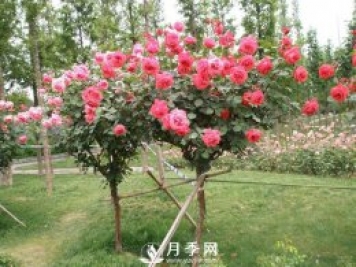 干貨！史上全面苗木嫁接方法總結(jié)