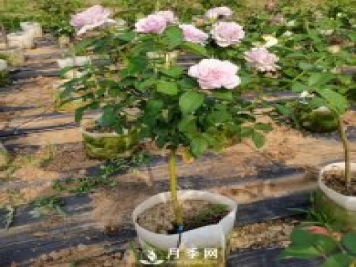 如何種植月季花苗的方法，有需要的朋友千萬(wàn)不可錯(cuò)過(guò)哦
