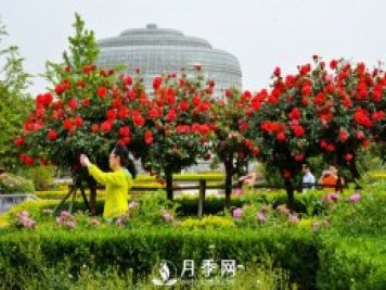 月季花苞到開花要多久？你知道什么因素決定的嗎