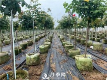 如何換盆？具體什么時候換盆？