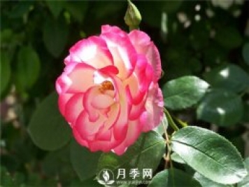你要這樣做 月季開花不斷